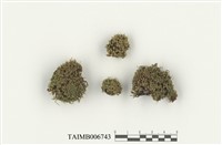 藏品(北方捲葉苔)的圖片